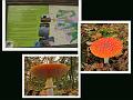Wandeling van Monke en Judith op 21-10-2012 (15)